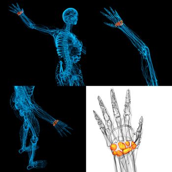3D rendering illustration of the human carpal bones 