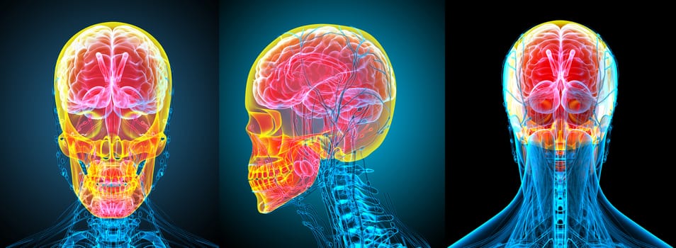 3d rendering medical illustration of the human skull 