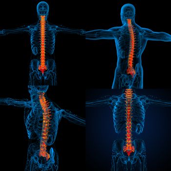 3d rendering medical illustration of the human spine 