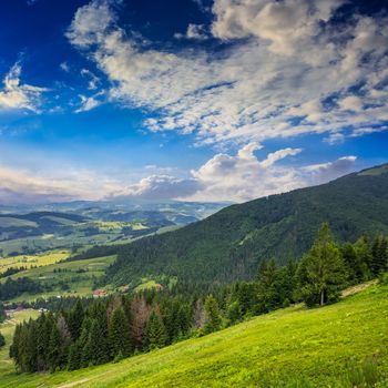  mountain steep slope with coniferous forest