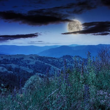 high wild grass and purple flowers at the top of the mountain at night in moon light