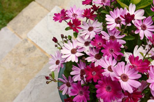 Dozens of pretty pink and magenta African daisies in a flower pot, on patio steps leading to grass with copy space