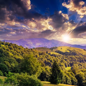 mountain summer landscape. pine tree near meadow and forest on hillside under  sky with clouds at sunset