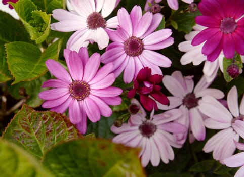 African daisies in different shades of pink crowd together; green hydrangea foliage surrounds the open blooms