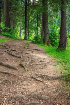 narrow trail with roots in the shade of pine trees of green forest