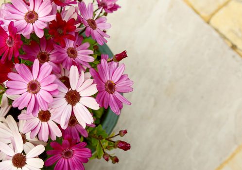 Flowerpot full of pink and magenta African daisies with copy space over stone patio slabs