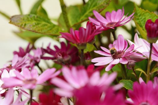 Focus on a small honeybee pollinating colourful pink African daisies in a garden