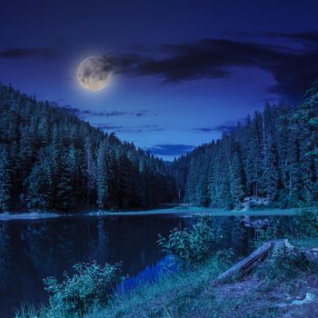 view on lake near the pine forest at night on mountain background 