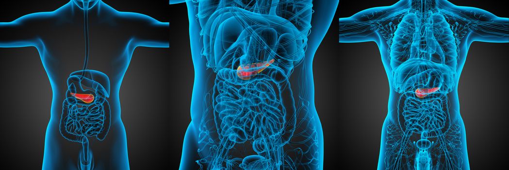 3d rendering medical illustration of the pancrease