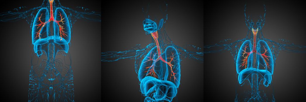 3D rendering medical illustration of the  bronchi 