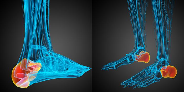 3d rendering medical illustration of the calcaneus bone