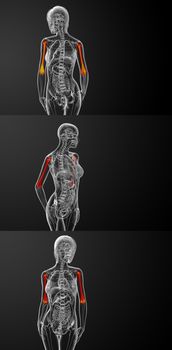 3d rendering medical illustration of the humerus bone