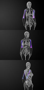 3d rendering medical illustration of the humerus bone