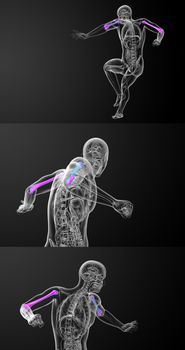 3d rendering medical illustration of the humerus bone