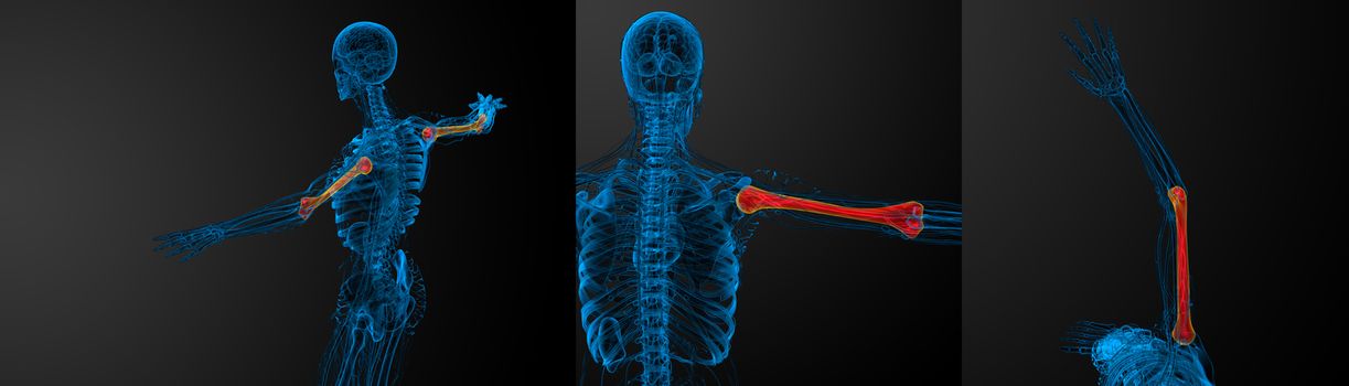 3d rendering medical illustration of the humerus bone