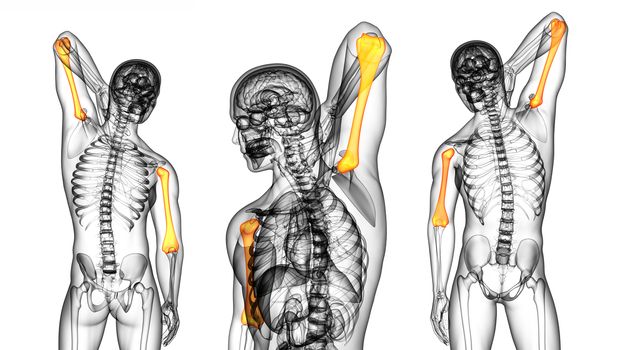 3d rendering medical illustration of the humerus bone