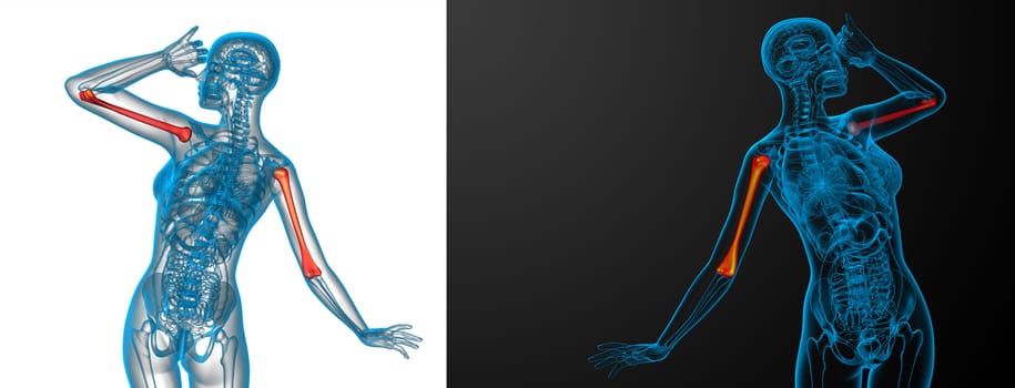 3d rendering medical illustration of the humerus bone