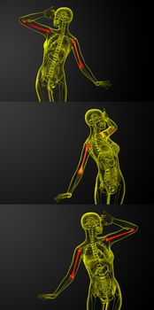 3d rendering medical illustration of the humerus bone