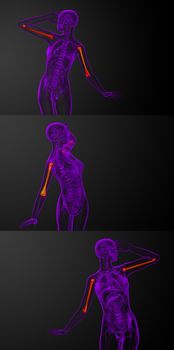 3d rendering medical illustration of the humerus bone