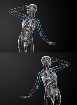 3d rendering medical illustration of the humerus bone