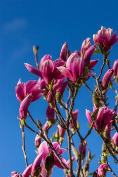 magnolia flowers close up on a blur blue sky background