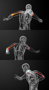 3d rendering medical illustration of the humerus bone