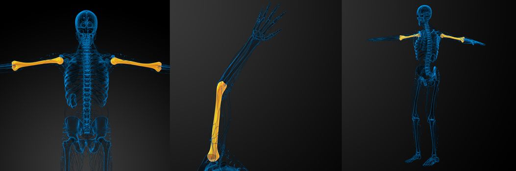 3d rendering medical illustration of the humerus bone