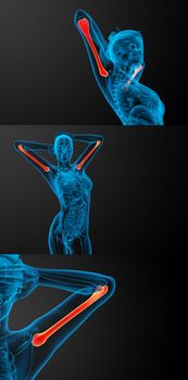 3d rendering medical illustration of the humerus bone