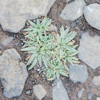 Plant growing on the black sand of Iceland