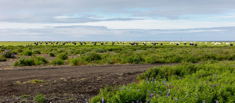 Hay bales sealed with plastic wrap in the Icelandic field