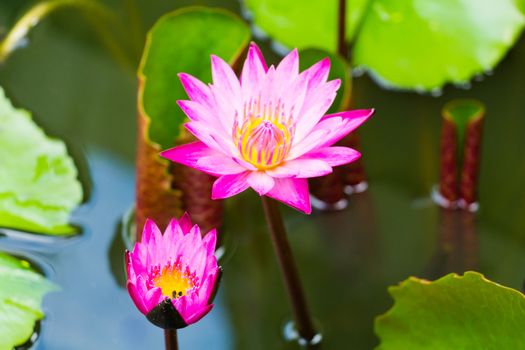 magenta lotus flower on pond