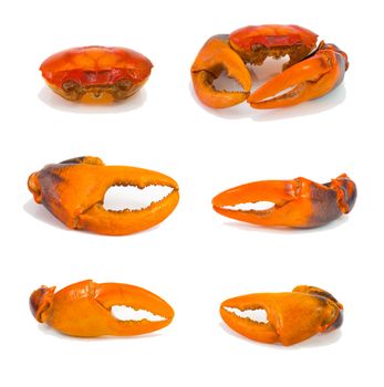 boiled crab claw and crab shell isolated on white