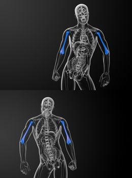 3d rendering medical illustration of the humerus bone