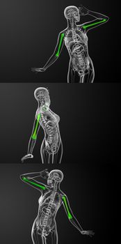 3d rendering medical illustration of the humerus bone