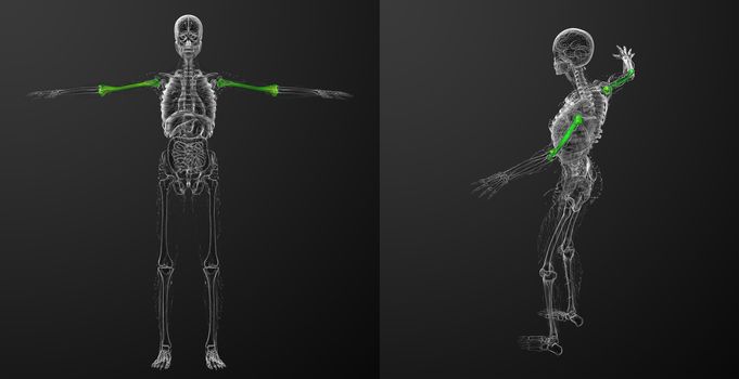 3d rendering medical illustration of the humerus bone