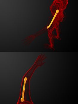 3d rendering medical illustration of the humerus bone