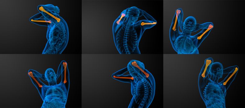 3d rendering medical illustration of the humerus bone