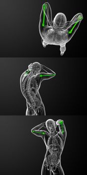 3d rendering medical illustration of the humerus bone