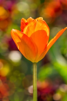orange tulip on blurred background of colored bokeh