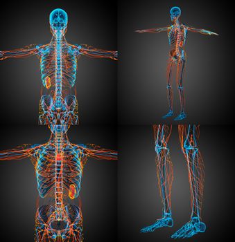 3d rendering medical illustration of the lymphatic system