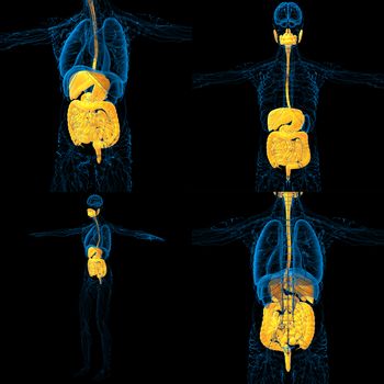 3d rendering medical illustration of the human digestive system