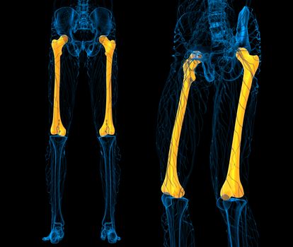 3d rendering medical illustration of the femur bone