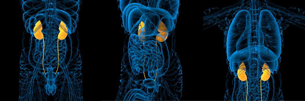 3d rendering medical illustration of the human kidney