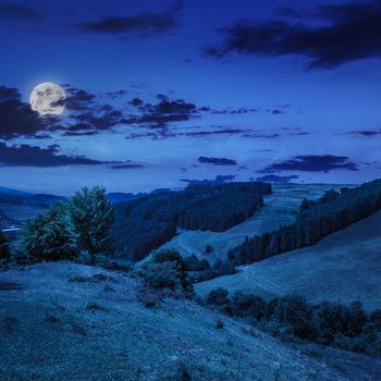 mountain summer landscape. pine trees near meadow and forest on hillside under  sky with clouds at night in moon light