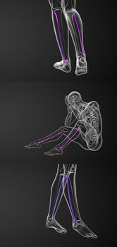 3d rendering medical illustration of the fibula bone 