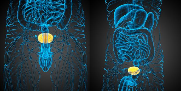 3d rendering medical illustration of the bladder 