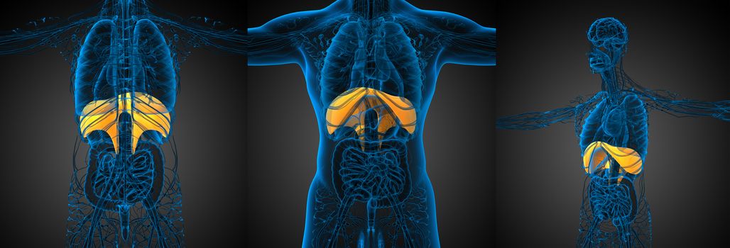 3d rendering medical illustration of the diaphragm 