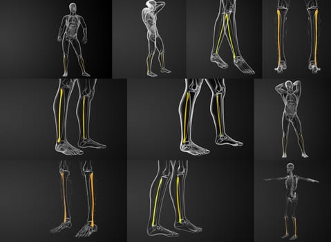 3d rendering illustration of the fibula bone 