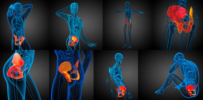 3d rendering medical illustration of the pelvis bone 