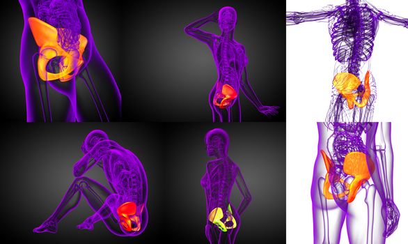 3d rendering medical illustration of the pelvis bone 